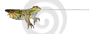 Frog floating in water against white background