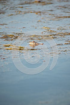 A frog floating on water surface