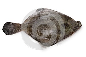 Frog flounder isolated