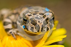 Frog on the flower