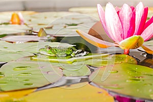 Frog and flower of a lily. Beautiful nature. frog on a leaf of a water lily in a pond near a lily flower