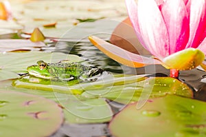 Frog and flower of a lily. Beautiful nature. frog on a leaf of a water lily in a pond near a lily flower