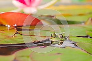 Frog and flower of a lily. Beautiful nature. frog on a leaf of a water lily in a pond near a lily flower