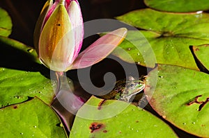 Frog and flower of a lily. Beautiful nature. frog on a leaf of a water lily in a pond near a lily flower