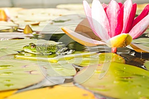 Frog and flower of a lily. Beautiful nature. frog on a leaf of a water lily in a pond near a lily flower