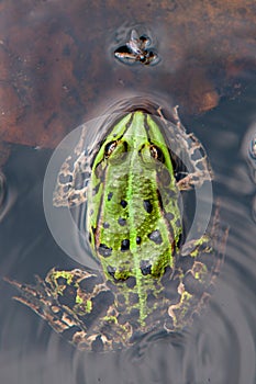 Frog and a fly