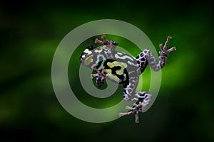 Frog fly. Ranitomeya vanzolinii, Brazilian spotted poison frog, in the nature forest habitat. Dendrobates from from central Peru