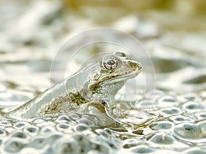 Frog in the forest pond