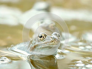 Frog in the forest pond