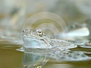 Frog in the forest pond in spring