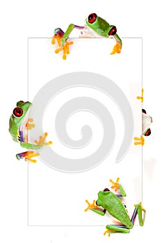Frog frame