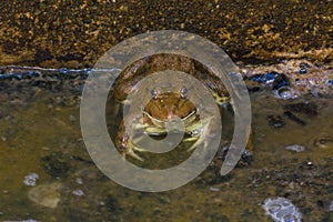 Frog at frog farm in Thailand