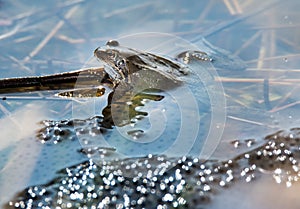 Frog and Frog Spawn