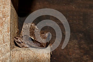 Frog, Frogs are amphibian vertebrates animals, Frogs Lying on the old wooden wall, Polypedates leucomystax photo