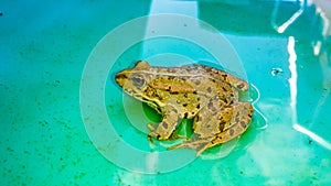 Frog photo