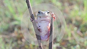 Frog, frogs, tree frogs, close up, amphibians