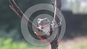 Frog, frogs, tree frogs, close up, amphibians