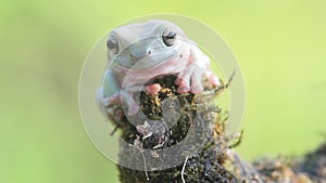 Frog, frogs, tree frogs, close up, amphibians