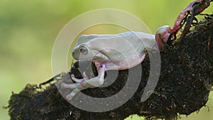 Frog, frogs, tree frogs, close up, amphibians