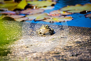 Frog in the garden pond, spawning season