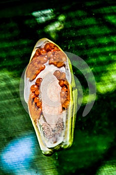 frog on glass, in Arenal Volcano area in costa rica central america