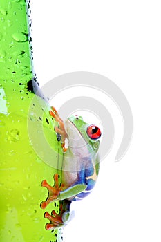 Frog on glass isolated white