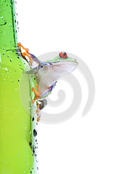 Frog on glass isolated white