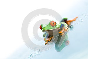 Frog on glass over white