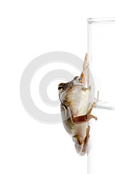 Frog on glass of water