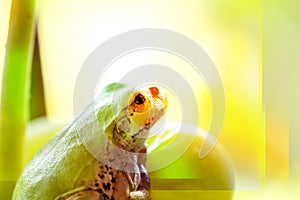 Frog on a grape .The frog looks towards light