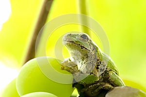 Frog on a grape .The frog looks towards light