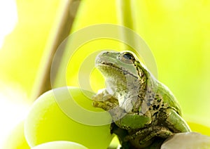 Frog on a grape .The frog looks towards light