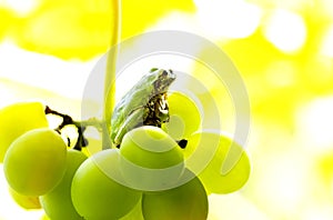 Frog on a grape .The frog looks towards light