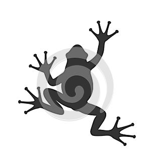 Frog graphic icon isolated on white background