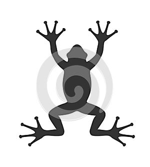 Frog graphic icon isolated on white background