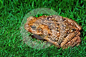 FROG ON THE GRASS