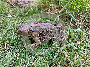 A frog on the grass