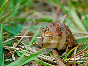 Frog in the Grass
