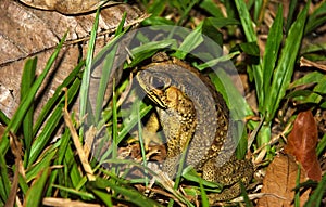 Frog in grass, anuran at night photo