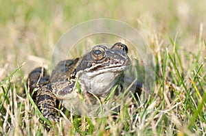 Frog on grass