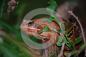 Frog Grass Frog