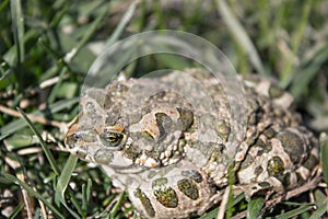 Frog in the grass. A green frog sits in the grass. Toad resting in the spring on the grass