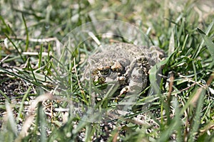 Frog in the grass. A green frog sits in the grass. Toad resting in the spring on the grass