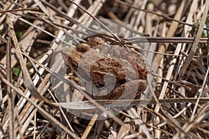 Frog in the grass. Lithobates sylvaticus, Rana sylvatica