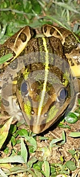 Frog grass midnight animal field