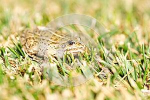 Frog in the grass, selective focus on the eye.