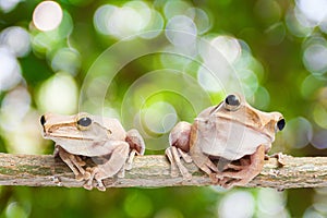 Frog on green bokeh background