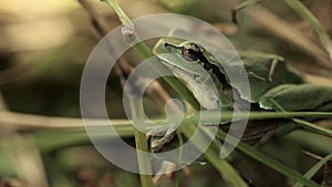 A frog of green color sits in green grass