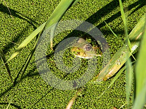 Frog in green duckweed