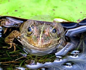 Frog. Green Frog (Rana clamitans). Gazing. Frog in water